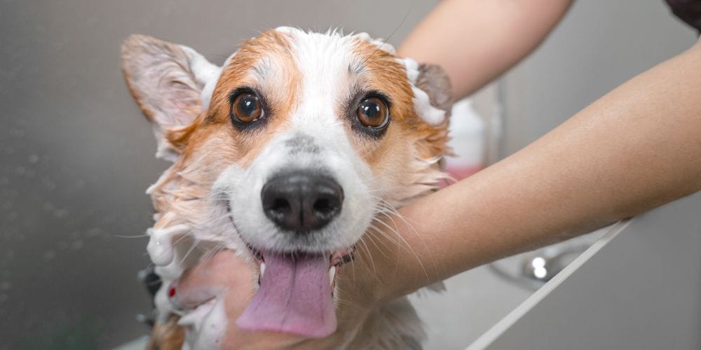 Dog getting a bath