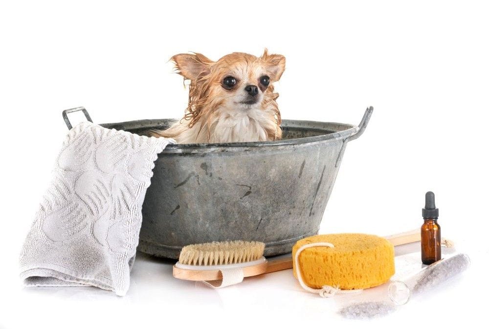 Dog bath.