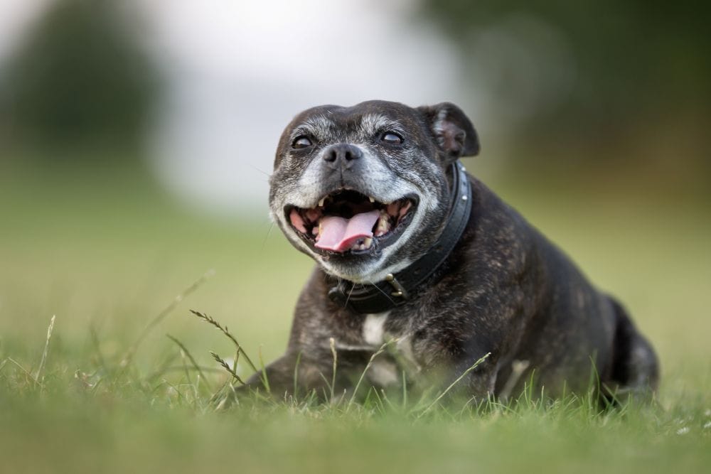 Old dog laying in the grass at the local park.