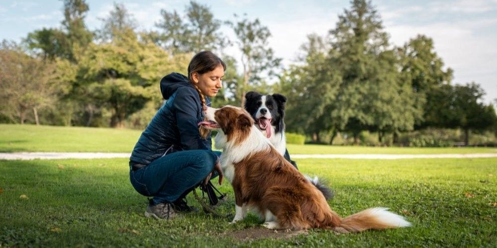 A woman and her client's dogs resting from walking to the park.