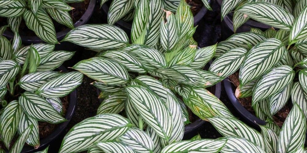 Pots containing Calathea Vittata 'Prayer Plant' in a plant nursery.