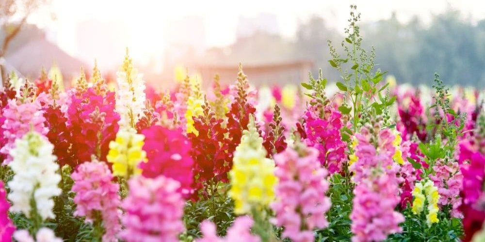 Field of snapdragons blossoming.