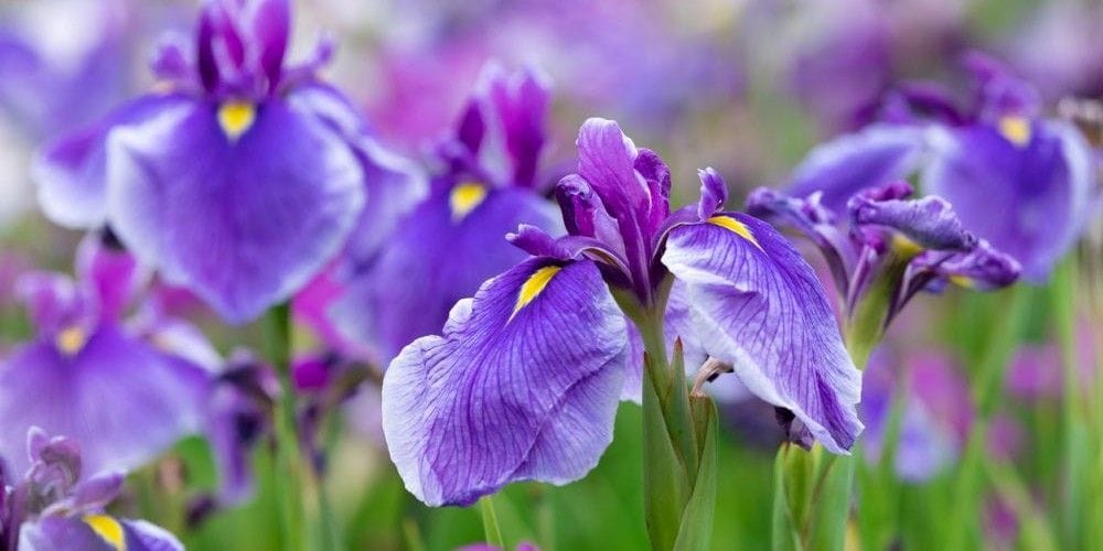 Irises growing in a field on a farm.