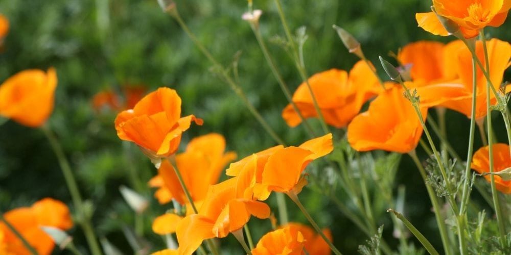 Native California Poppies planted in landscaping projects.
