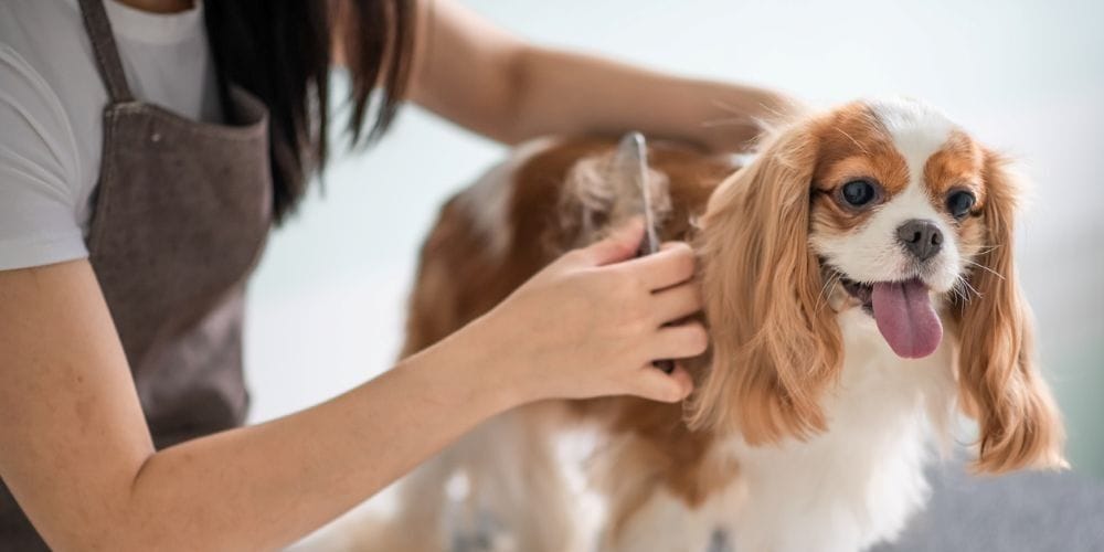 Dog getting fur brushed.