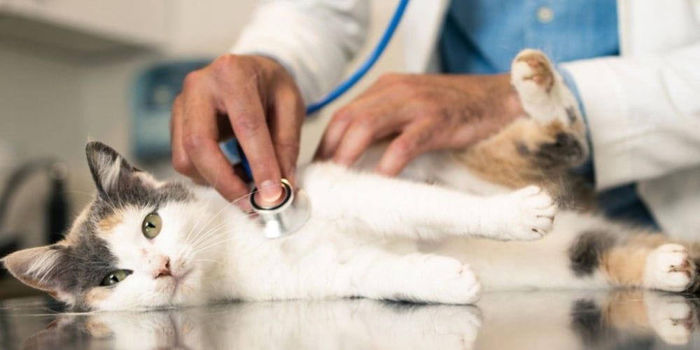 Cat at veterinarian pet hospital.