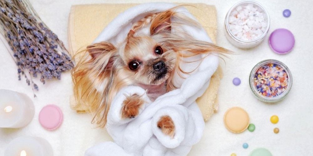 A little dog at a pet salon.
