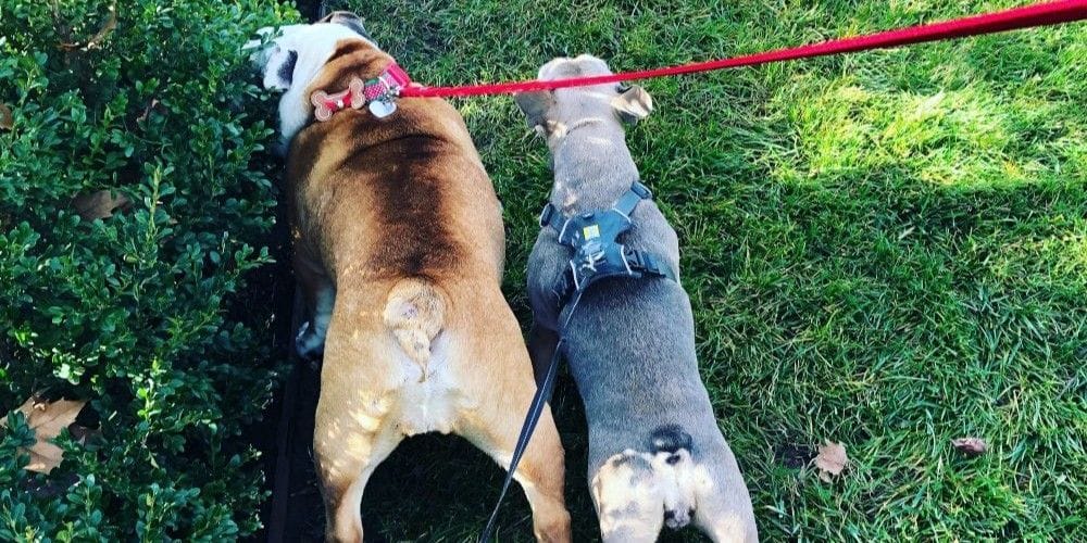 Dogs walking in the park.